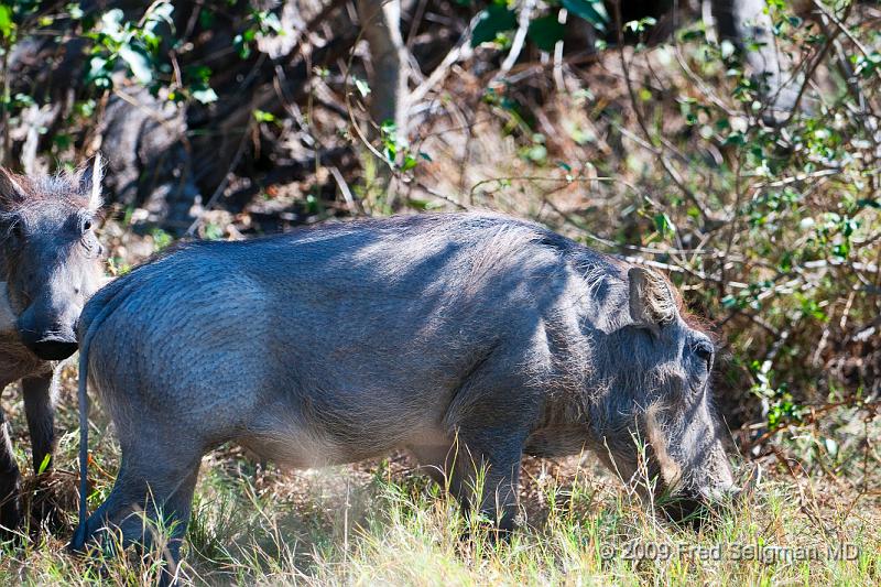 20090613_114114 D300 (3) X1.jpg - The Warthog gets its name from the 4 (or 6 in some males) wart-like protrusions on the head